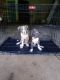 Other Puppies for sale in Stockbridge, GA, USA. price: NA