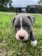 Other Puppies for sale in Hobart, IN, USA. price: NA
