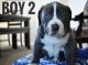 Other Puppies for sale in Moreno Valley, CA, USA. price: NA