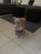 Other Puppies for sale in 5641 California Ave, Jacksonville, FL 32244, USA. price: NA