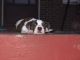 Other Puppies for sale in Ambridge, PA 15003, USA. price: NA