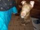 Other Puppies for sale in Plover, WI, USA. price: NA