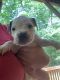 Other Puppies for sale in East Stroudsburg, PA 18301, USA. price: NA