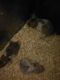 Other Rodents for sale in Fort Worth, TX 76104, USA. price: $25