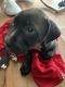 Other Puppies for sale in Matteson, IL, USA. price: NA