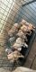 Other Puppies for sale in Lafayette, LA, USA. price: NA