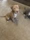 Other Puppies for sale in Jonesboro, GA 30238, USA. price: NA