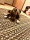 Other Puppies for sale in Albany, NY, USA. price: $3,500