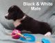 Other Puppies for sale in Topeka, KS, USA. price: NA