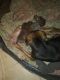 Other Puppies for sale in Tampa, FL 33610, USA. price: NA
