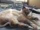 Other Cats for sale in Galt, CA, USA. price: NA