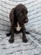 Other Puppies for sale in Hill City, KS 67642, USA. price: NA