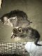 Other Cats for sale in Milwaukee, WI, USA. price: NA