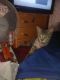 Other Cats for sale in New Castle, IN 47362, USA. price: NA