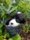 Other Puppies for sale in Fountain, CO 80817, USA. price: NA