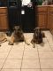 Other Puppies for sale in Edmond, OK, USA. price: NA