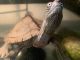 Other Reptiles for sale in 35 Everett Ave, Watertown, MA 02472, USA. price: $20