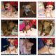 Other Puppies for sale in Turlock, CA, USA. price: NA