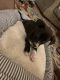 Other Puppies for sale in Greenville, SC, USA. price: NA