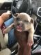 Other Puppies for sale in 88 S Park St, Elizabeth, NJ 07206, USA. price: NA