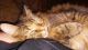 Other Cats for sale in Clinton, SC 29325, USA. price: NA