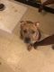Other Puppies for sale in West Mifflin, PA, USA. price: NA