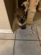 Other Cats for sale in San Antonio, TX 78254, USA. price: NA
