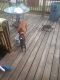Other Puppies for sale in Ashtabula, OH 44004, USA. price: NA