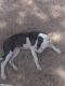 Other Puppies for sale in Bastrop, TX 78602, USA. price: NA