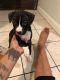 Other Puppies for sale in Warren, MI, USA. price: NA