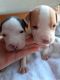 Other Puppies for sale in Orlando, FL 32822, USA. price: NA