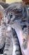 Other Cats for sale in Dingmans Ferry, PA 18328, USA. price: NA
