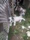 Other Puppies for sale in Spotsylvania Courthouse, VA 22551, USA. price: NA