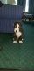 Other Puppies for sale in 101 N Ocean Dr, Hollywood, FL 33019, USA. price: NA