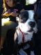 Other Puppies for sale in Palmdale, CA, USA. price: NA