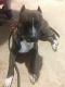 Other Puppies for sale in Troup, TX 75789, USA. price: NA