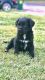 Other Puppies for sale in Evansville, IN, USA. price: NA