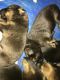 Other Puppies for sale in Ossipee, NH, USA. price: NA
