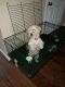 Other Puppies for sale in 11910 Duchess St, Detroit, MI 48224, USA. price: NA