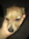 Other Puppies for sale in Douglasville, GA, USA. price: NA