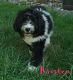 Other Puppies for sale in Baltic, OH 43804, USA. price: NA