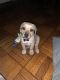 Other Puppies for sale in 4201 Kaywood Dr, Mt Rainier, MD 20712, USA. price: NA