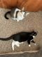 Other Cats for sale in Villa Park, IL, USA. price: $380