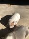 Other Puppies for sale in McKinney, TX, USA. price: NA