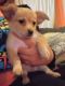 Other Puppies for sale in Elizabeth, NJ, USA. price: $400