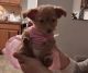 Other Puppies for sale in Elizabeth, NJ, USA. price: $500
