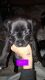 Other Puppies for sale in Wichita, KS, USA. price: NA