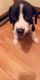 Other Puppies for sale in Fayetteville, NC, USA. price: NA