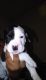 Other Puppies for sale in Jonesboro, AR, USA. price: NA