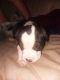Other Puppies for sale in Syracuse, NY, USA. price: NA
